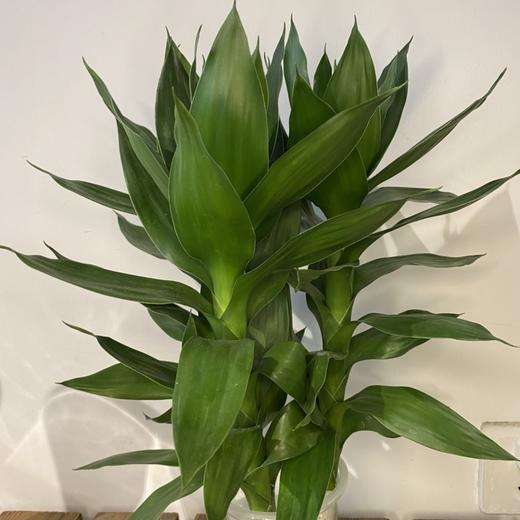 【绿植】荷花竹 商品图0