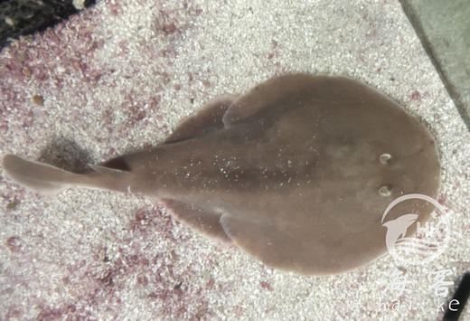 小电鳐 商品图0