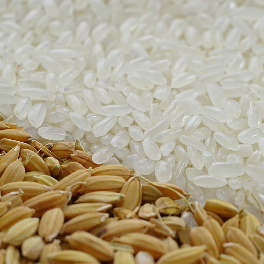 天野园·稻花香 5kg 新米 舒兰平安镇 稻花香2号 东北大米 真空包装 商品图3