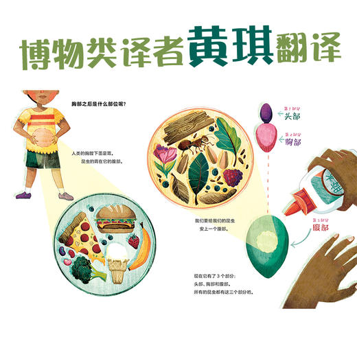诺贝尔科学馆：如何制作一只昆虫（精装） 商品图4