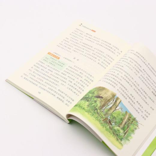 昆虫记(美绘彩图版名师教你读经典)/小学语文课外阅读经典丛书 商品图4