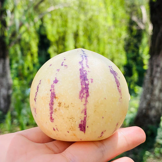 云南有机人参果  |  这个小果子长得好奇怪，味道也很特别，看起来硬硬的，吃起来细密软，水分超足，又香又甜~ 商品图4