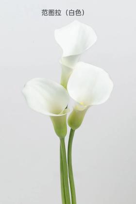 4月6日马蹄莲范图拉A级-5支（L农场）