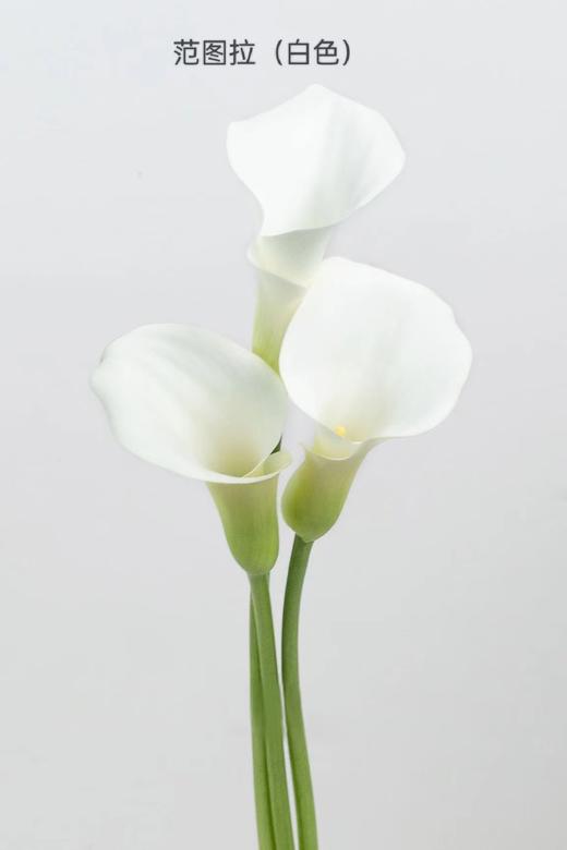 4月6日马蹄莲范图拉A级-5支（L农场） 商品图0