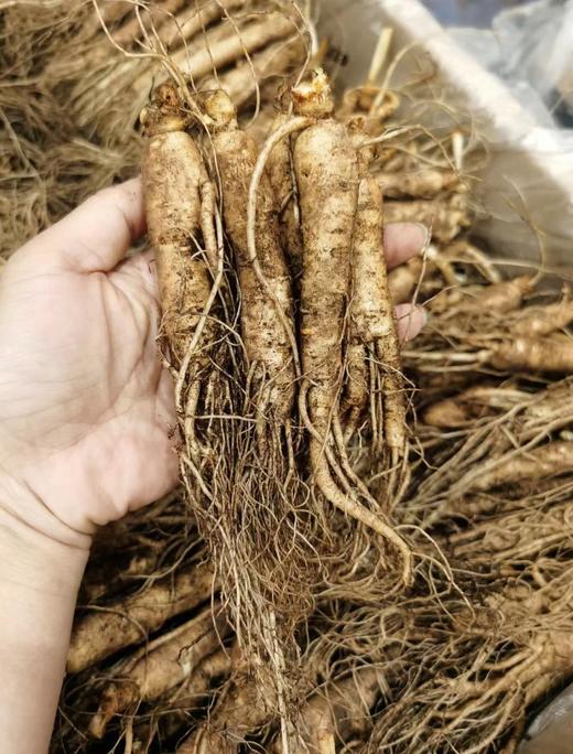 【每日食养】长白山鲜人参10支 商品图4