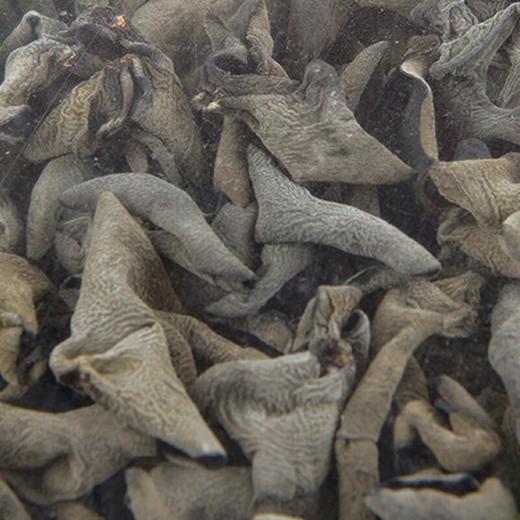 青川山客细木耳 160g/袋 商品图2