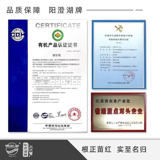 阳澄湖有机大闸蟹金榜题名 商品图7