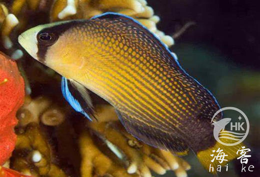 珍珠草莓鬼王（闪电鬼王） 商品图1