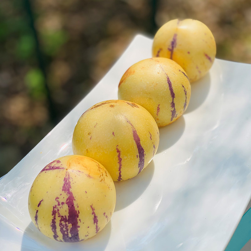 云南有机人参果  |  这个小果子长得好奇怪，味道也很特别，看起来硬硬的，吃起来细密软，水分超足，又香又甜~