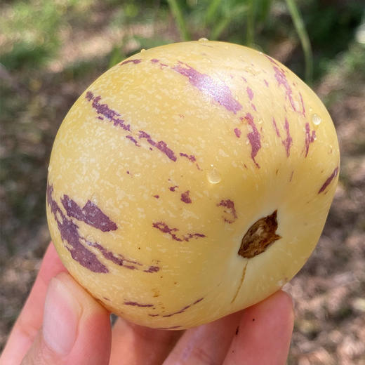 云南有机人参果  |  这个小果子长得好奇怪，味道也很特别，看起来硬硬的，吃起来细密软，水分超足，又香又甜~ 商品图3