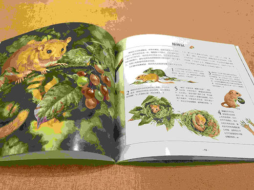 (仓发) 让孩子着迷的第一堂自然课——森林动物/化学工业出版社有限公司/[英]伯纳德·斯通豪斯（Bernard,Stonehouse）/9787122335258 商品图3