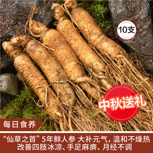【每日食养】长白山鲜人参10支 商品图0