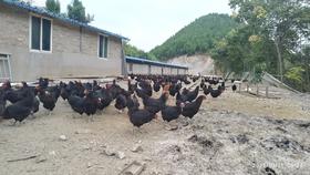 通山农家走地鸡 养生态鸡 走致富路 