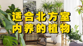 适合北方室内养的6种大型绿植推荐！
