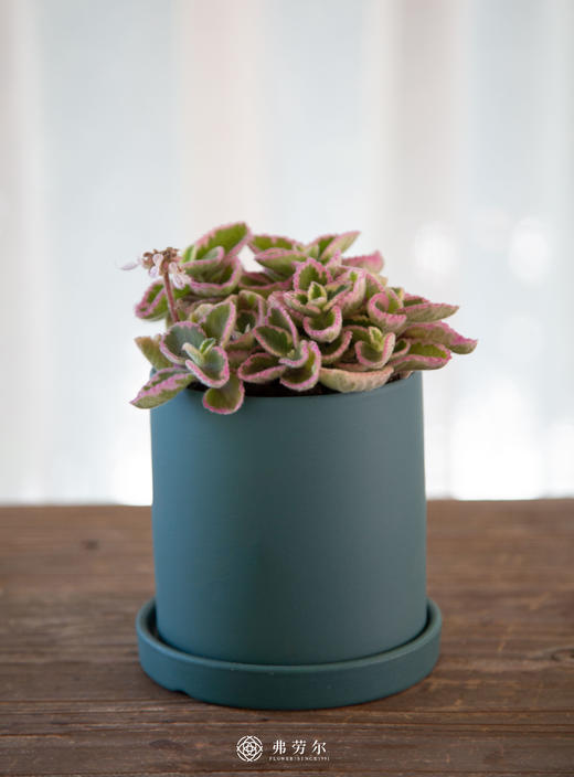 绿圆盆-碰碰香 商品图0