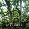 8月7日中午12点【掌柜整提购补贴1000元】【天曜】【天工事业部独立出品】做高端奢侈普洱茶品饮357g茶饼56个易武名山头暴力美学拼配 商品缩略图3