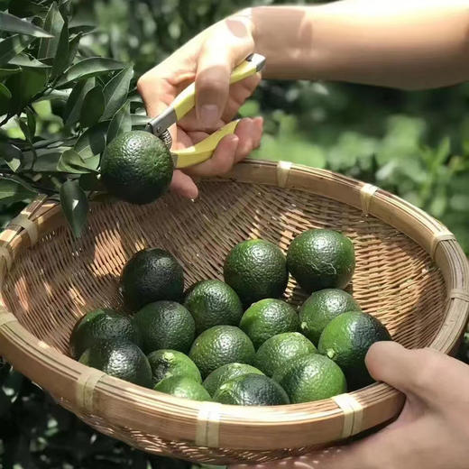 【新会生晒小青柑】选自10年金芽普洱制成 茶性温和 250g/罐 商品图4