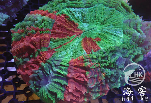 彩色富士脑 商品图0