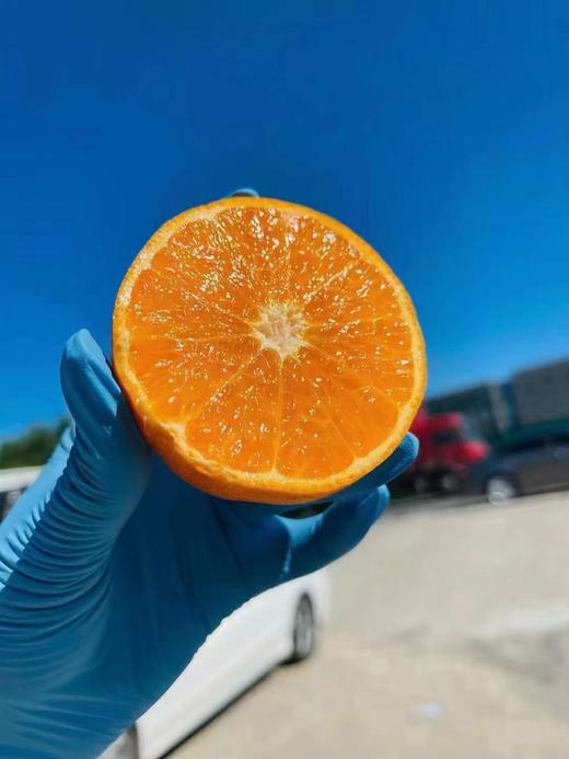 黄金蜜橘4斤（拼团） 商品图2