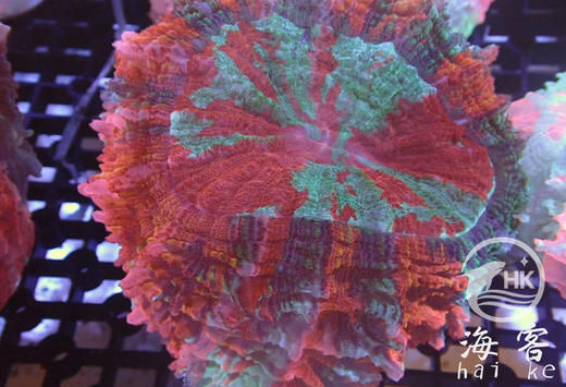 彩色富士脑 商品图2