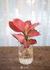 玻璃柱-水培吉利红 商品缩略图0