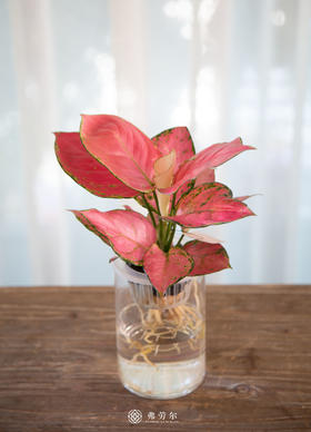 玻璃柱-水培吉利红
