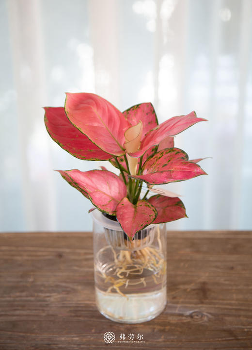玻璃柱-水培吉利红 商品图0