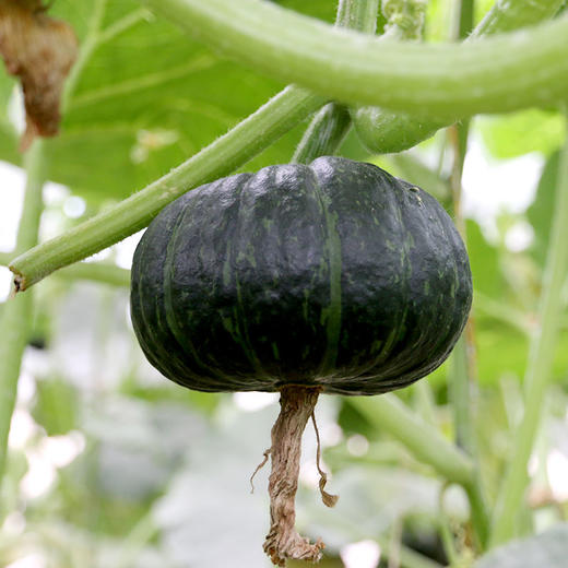 密农人家  精品正宗贝贝南瓜礼盒  进口种源送礼优选5斤 商品图4