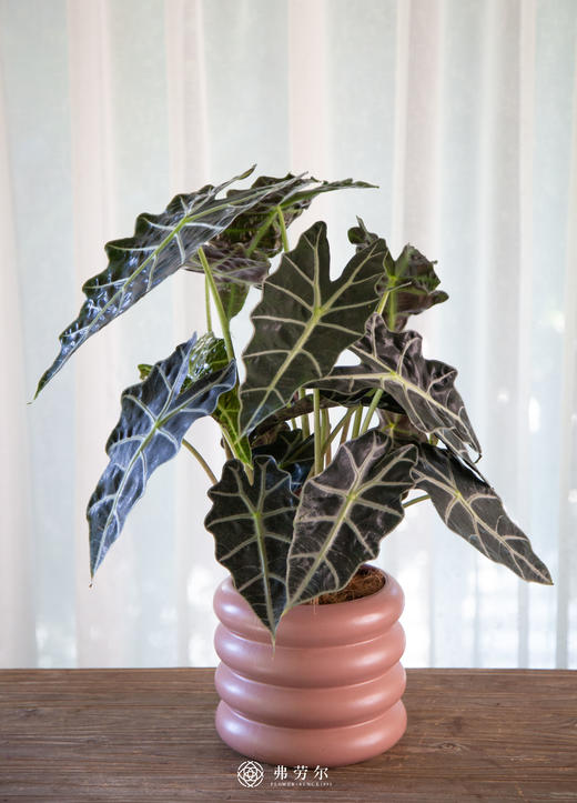 大仙女 商品图0