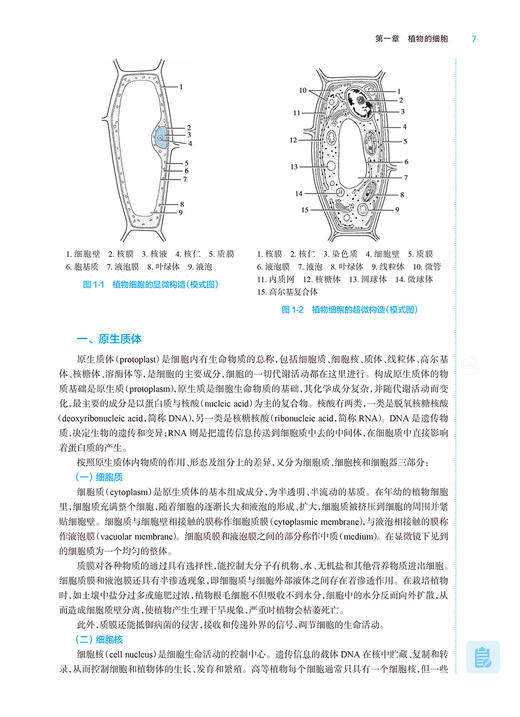药用植物学 第8版 十四五教材全国高等学校药学类专业第九轮规划教材 供药学类专业用 黄宝康 人民卫生出版社9787117330015 商品图4