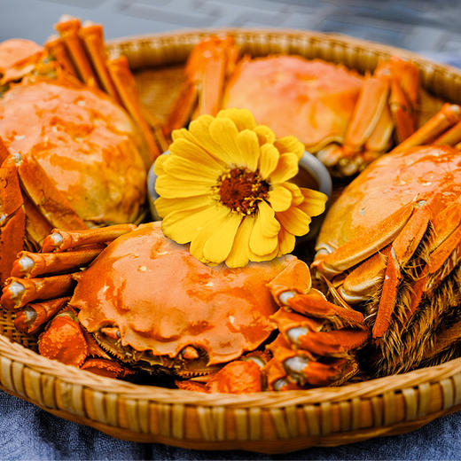 【大规格活蟹  4两母*4只+5两公*4只 】新孟河大闸蟹4两母蟹*4只+5两公蟹*4只 现货礼盒  出口标准大闸蟹    蟹黄饱满   蟹膏丰盈 商品图10