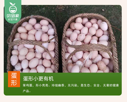 【预售-12月29日配送】山里跑梅花山竹林散养笨鸡蛋/1盒（30枚，共约1250g）生产日期：12月26日左右 商品图4
