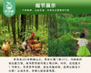 【预售-12月29日配送】山里跑梅花山竹林散养笨鸡蛋/1盒（30枚，共约1250g）生产日期：12月26日左右 商品缩略图3