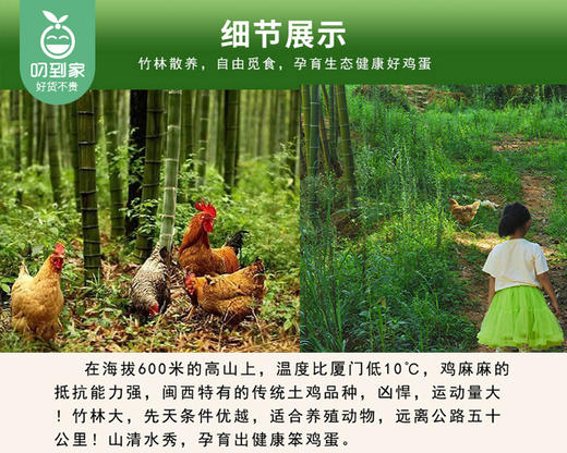 【预售-12月29日配送】山里跑梅花山竹林散养笨鸡蛋/1盒（30枚，共约1250g）生产日期：12月26日左右 商品图3