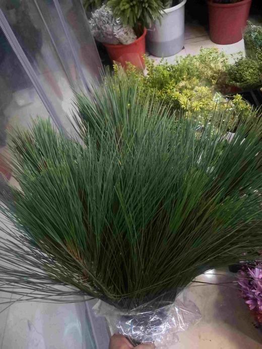 配叶-马尾松-2-3枝 商品图1