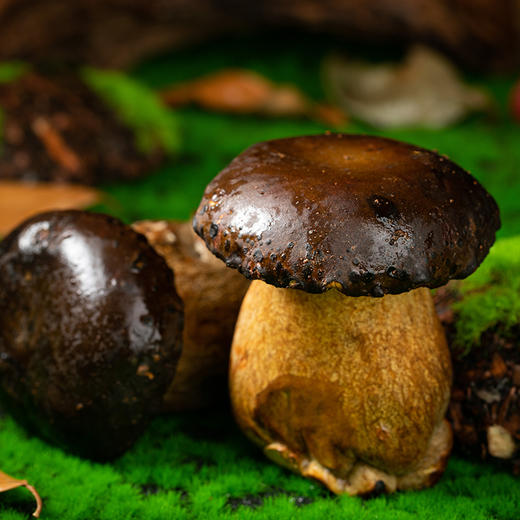 云南黑牛肝菌 | 来自高原自然生态 新鲜采摘 个大饱满肉质肥厚 脆嫩爽口有嚼劲 商品图9