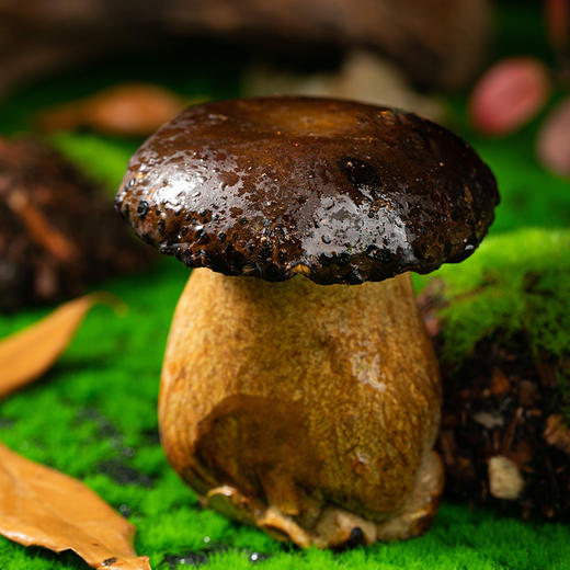 云南黑牛肝菌 | 来自高原自然生态 新鲜采摘 个大饱满肉质肥厚 脆嫩爽口有嚼劲 商品图8