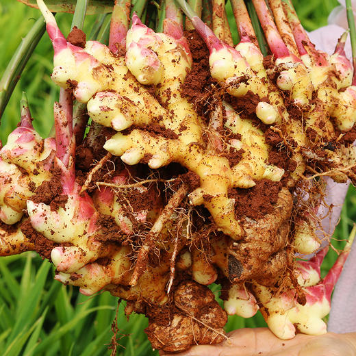 云南普者黑小黄姜200项农残检测 1500米高原山地原产地直发 商品图1