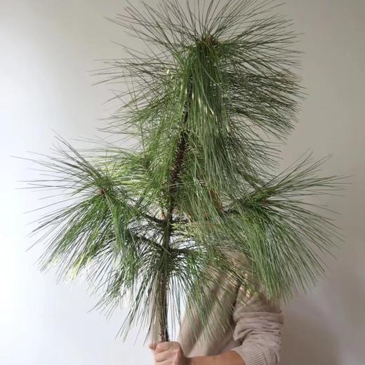 配叶-马尾松-2-3枝 商品图0