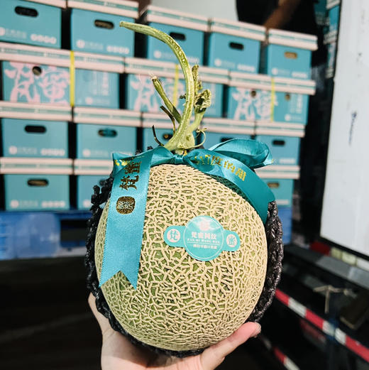 蜜纹牛3蜜瓜 商品图6