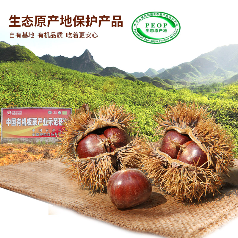 神栗新鲜生板栗2025年新下树有机生板栗5斤装