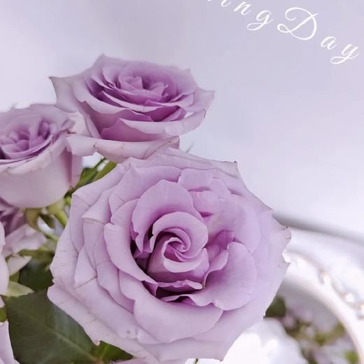 【AB级九星蓝狐多头玫瑰.第二件减10元】5支/份  长约60-65cm 商品图3