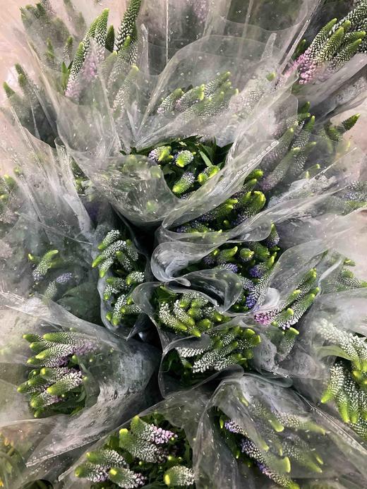 【每日福利】鼠尾  10支/扎  多色可选 商品图10