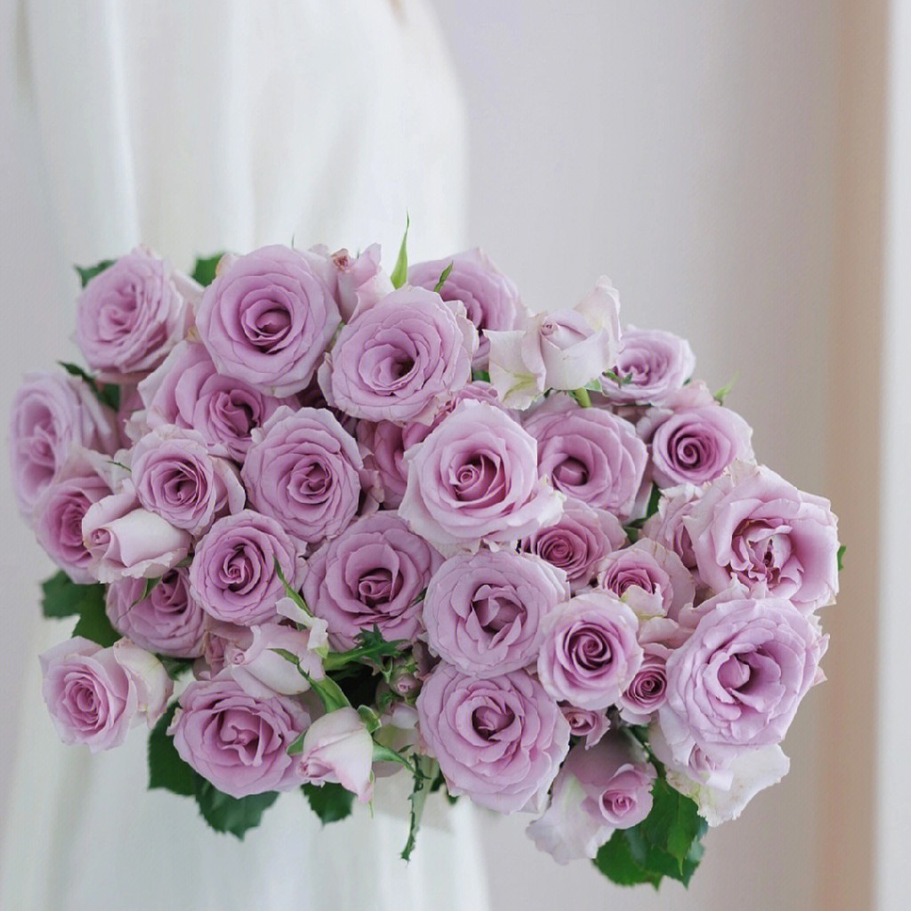 【AB级九星蓝狐多头玫瑰.第二件减10元】5支/份  长约60-65cm