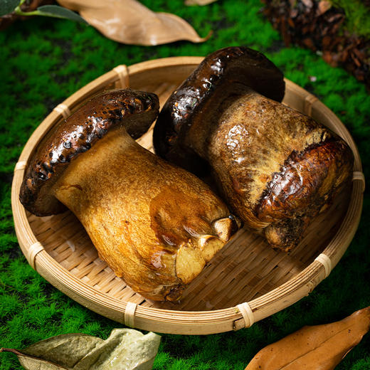 云南黑牛肝菌 | 来自高原自然生态 新鲜采摘 个大饱满肉质肥厚 脆嫩爽口有嚼劲 商品图3