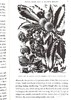 预售 【中商原版】树的历史 英文原版 The Long, Long Life of Trees 生态环境 Fiona Stafford 商品缩略图7