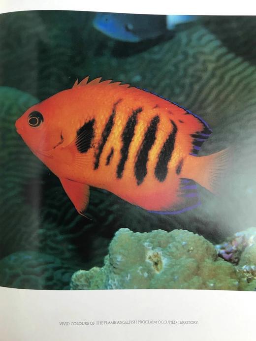 珊瑚礁：大自然最富饶的王国 300余幅彩色插图 精装大16开 商品图11