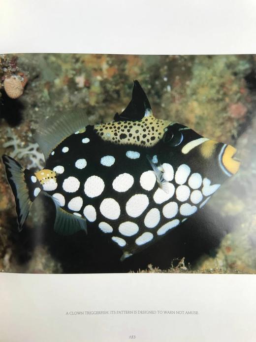 珊瑚礁：大自然最富饶的王国 300余幅彩色插图 精装大16开 商品图14