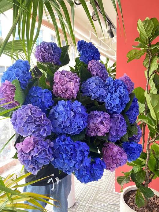 蓝色绣球（1枝） 商品图0