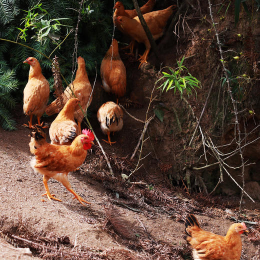 【七彩山鸡蛋】SGS机构检测 真正的无农残  无激素  无色素  无抗生素  农家散养土鸡蛋40枚 原生态散养 新鲜采集 营养好吸收  1004 商品图9